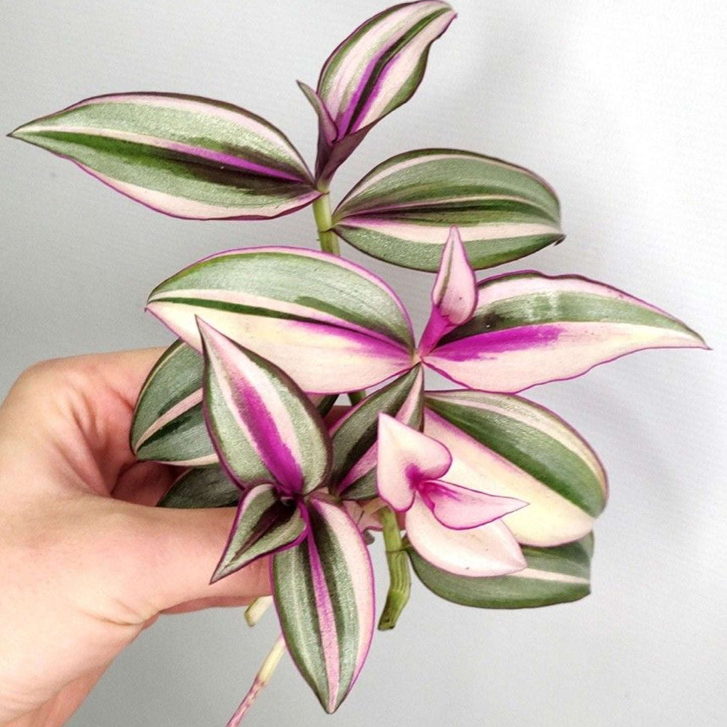 Tradescantia Quadricolor