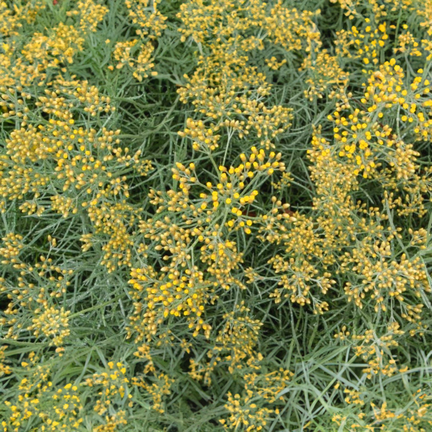Herbs - Curry Plant, Helichrysum Italicum