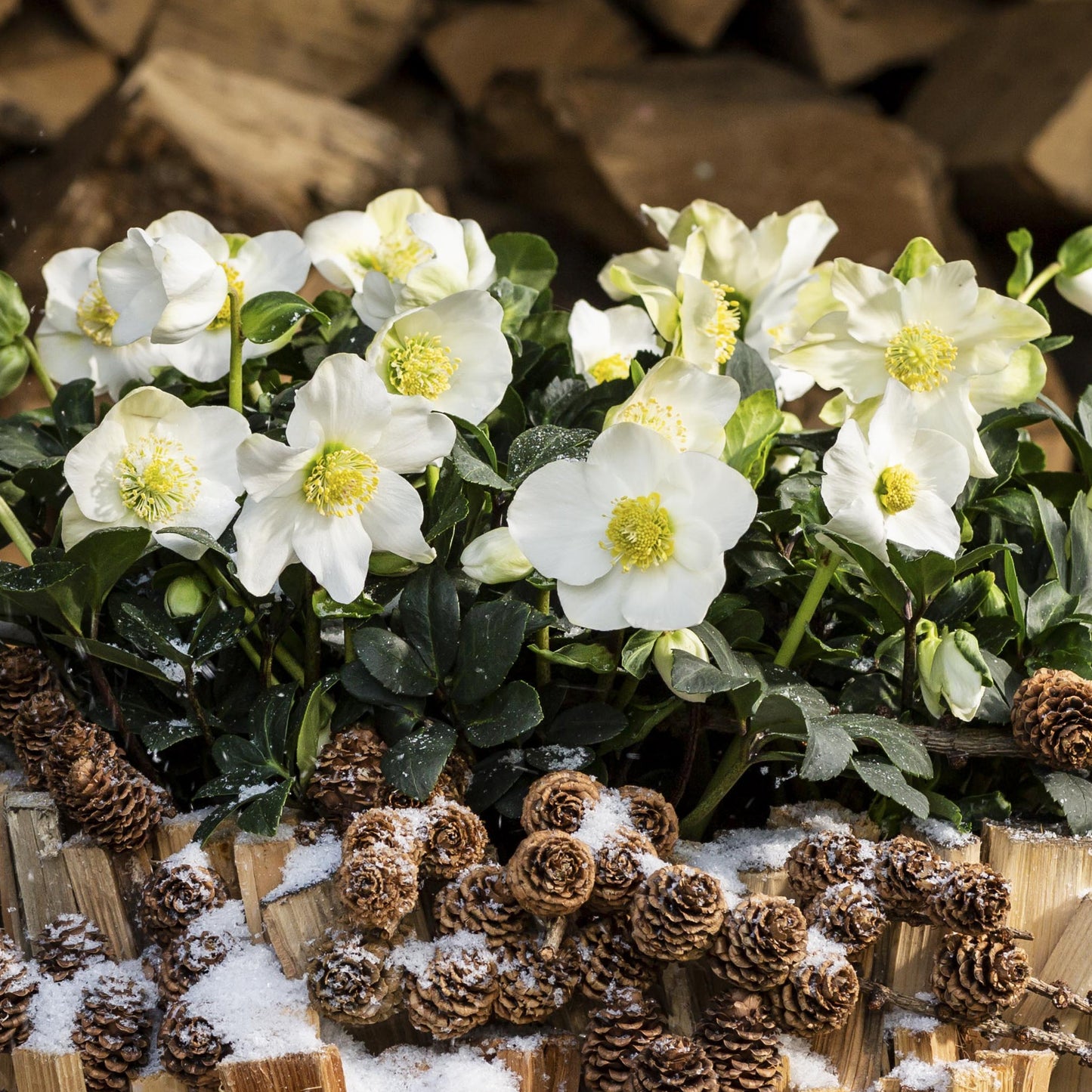 Helleborus Christmas Carol