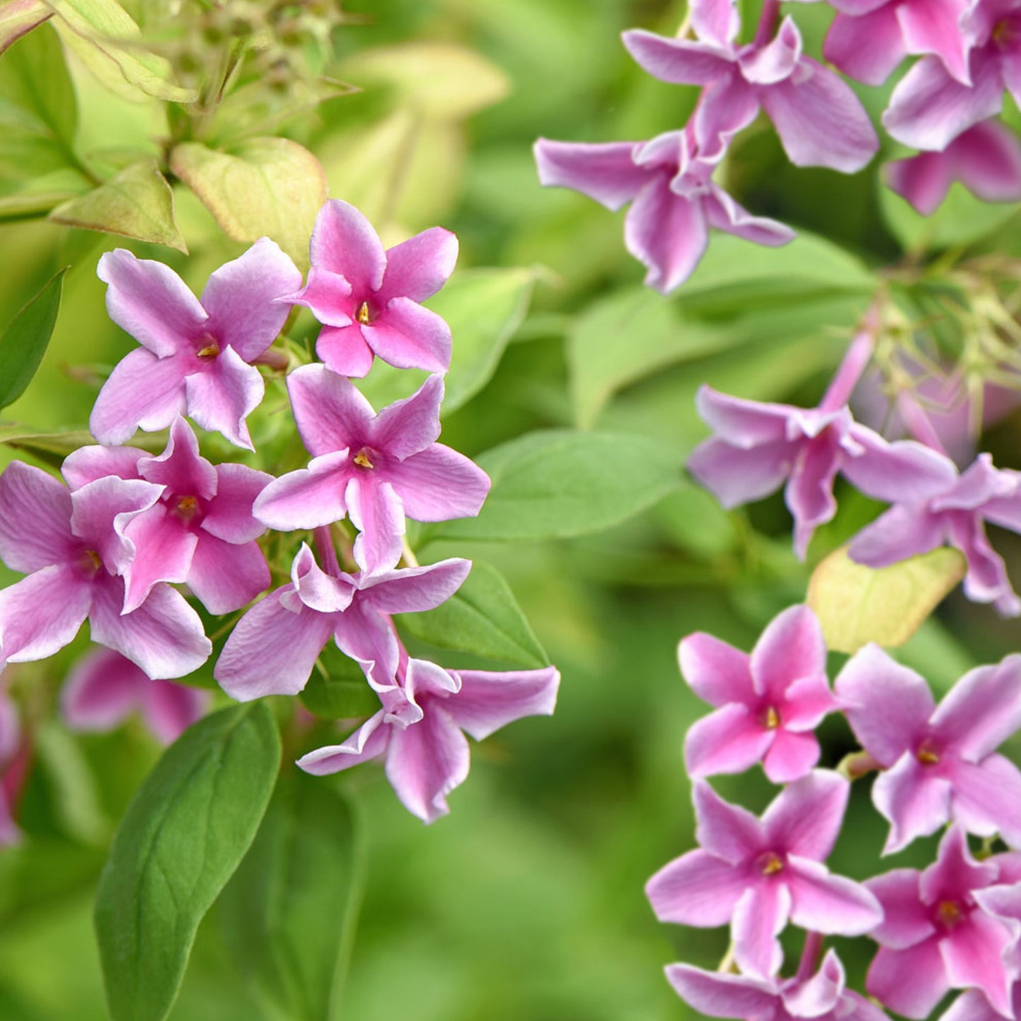 Jasminum Starry Starry Summer Scent