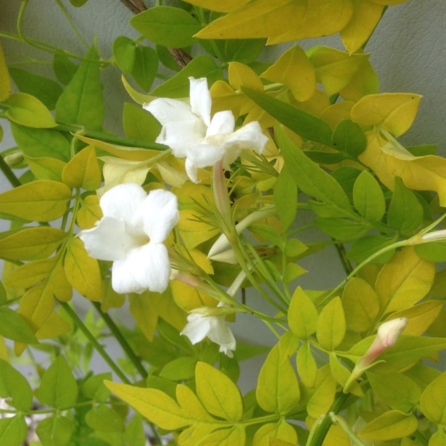 Jasminum Sunbeam