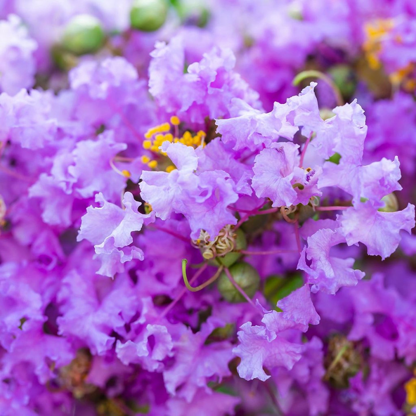 Lagerstroemia Cordon Bleu