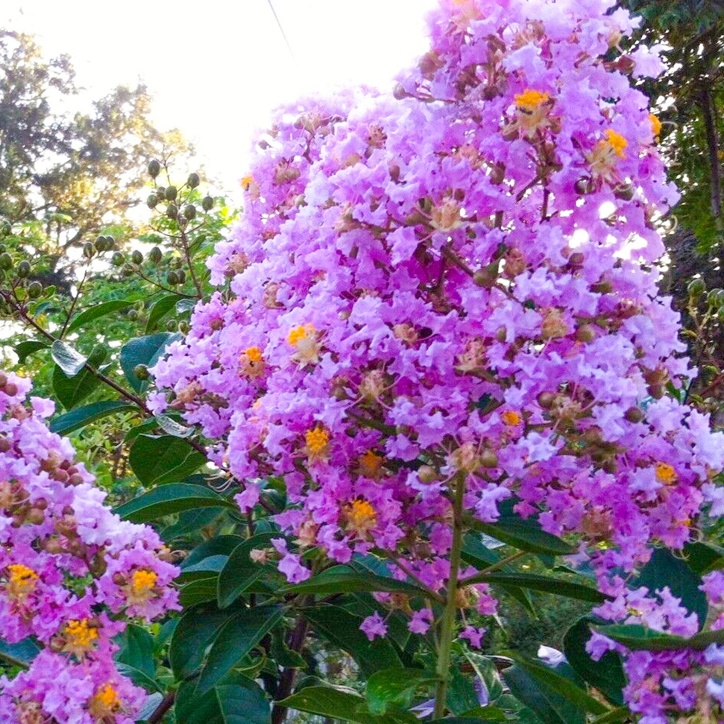Lagerstroemia Muskogee