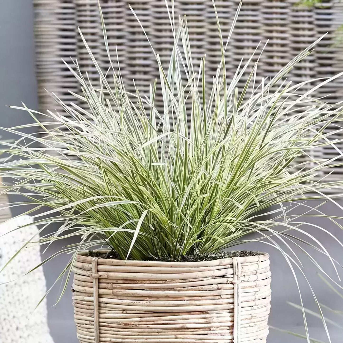Lomandra White Sands