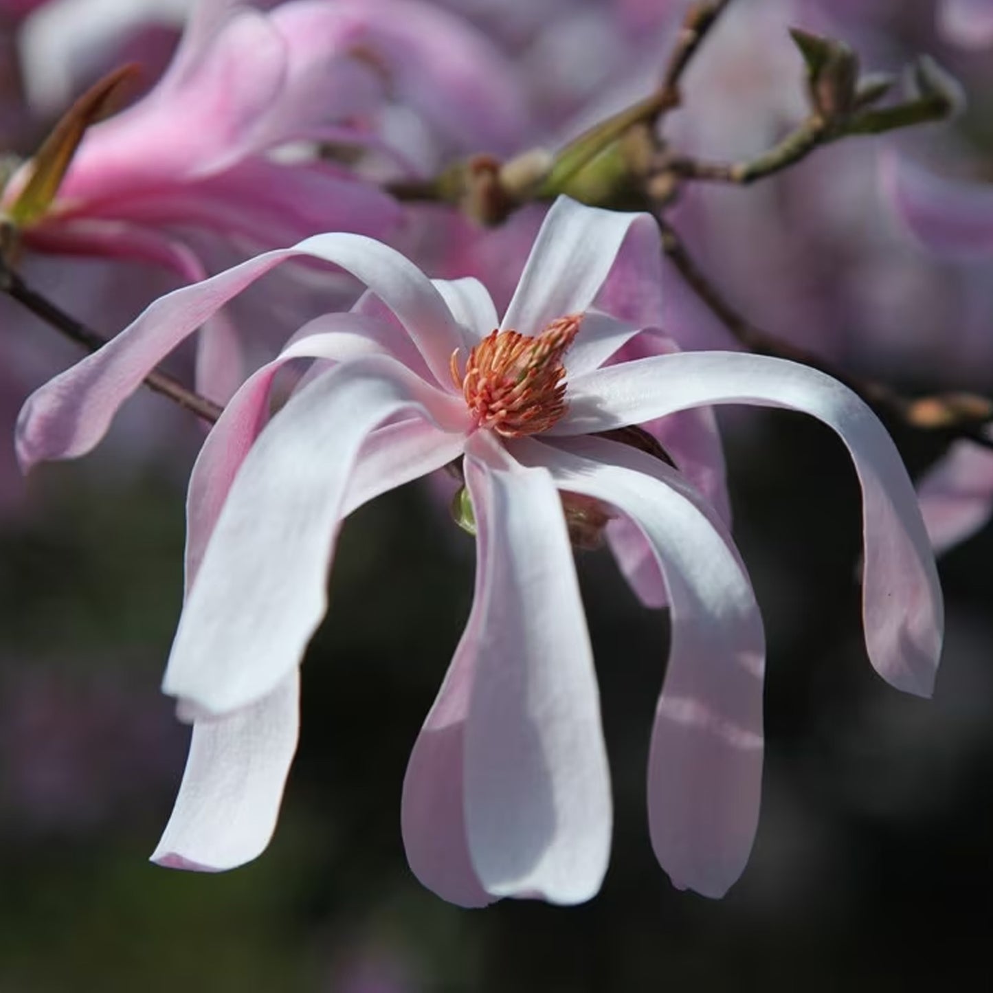 Magnolia Leonard Messel