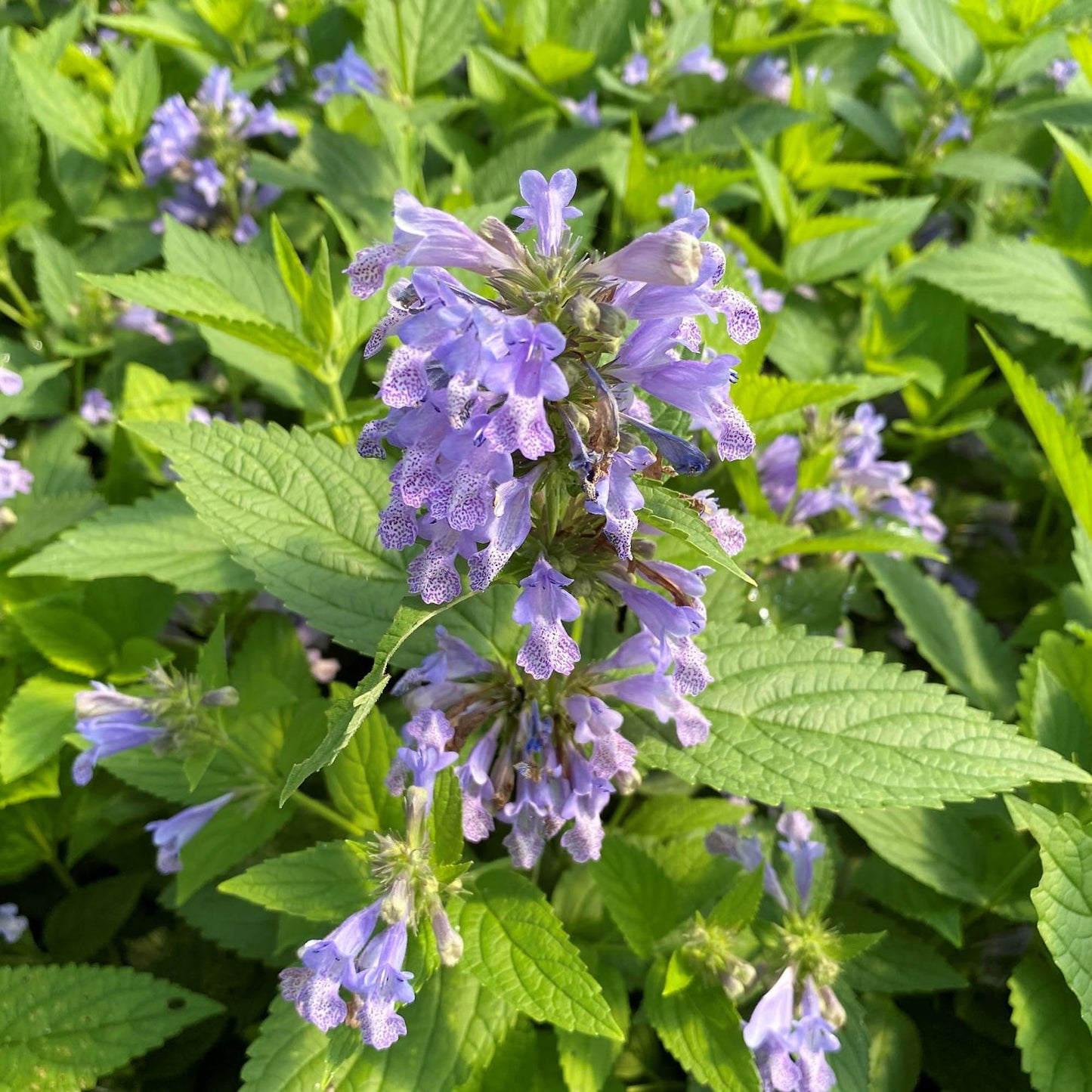 Nepeta Blue Prelude