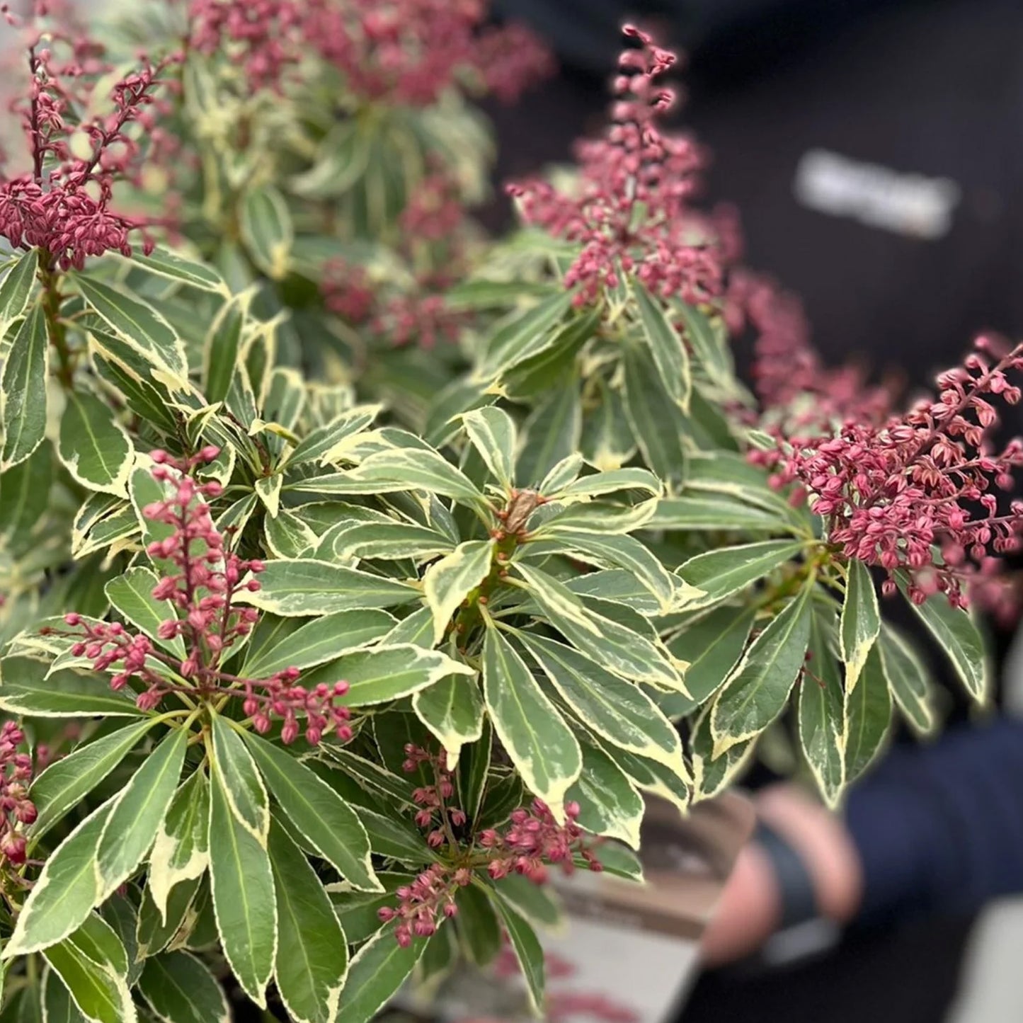 Pieris Polar Passion