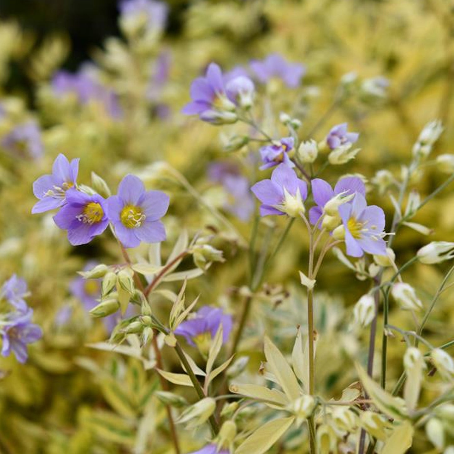 Polemonium Golden Feathers
