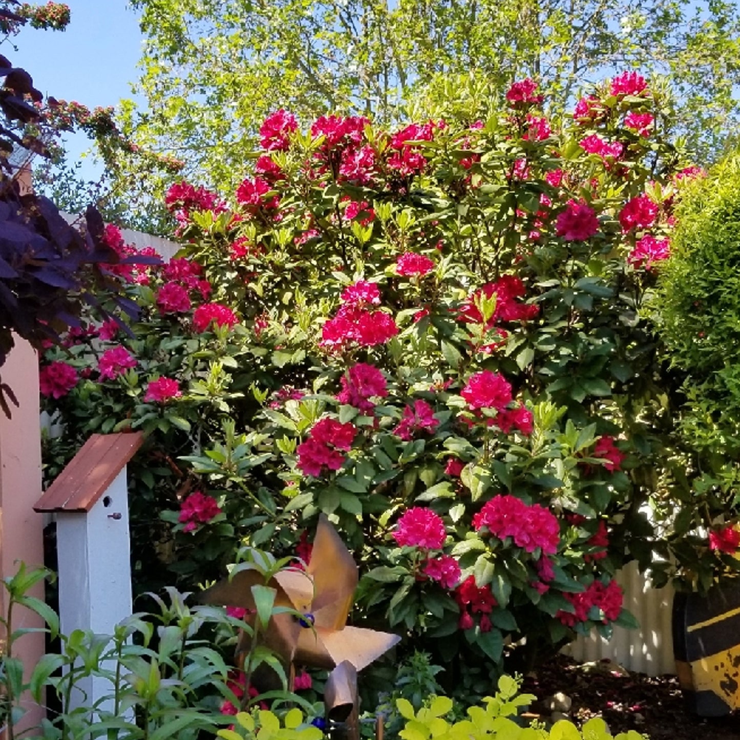 Rhododendron Lord Roberts
