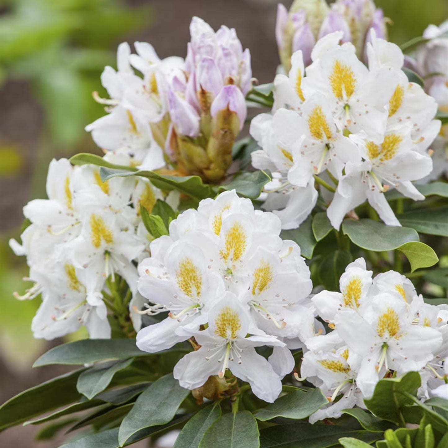 Rhododendron Madame Masson