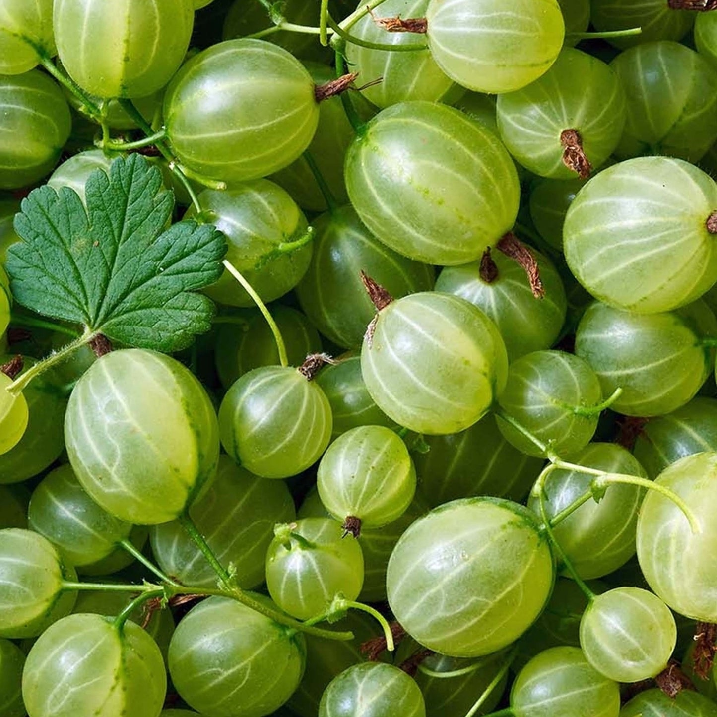 Gooseberry Ribes Invicta
