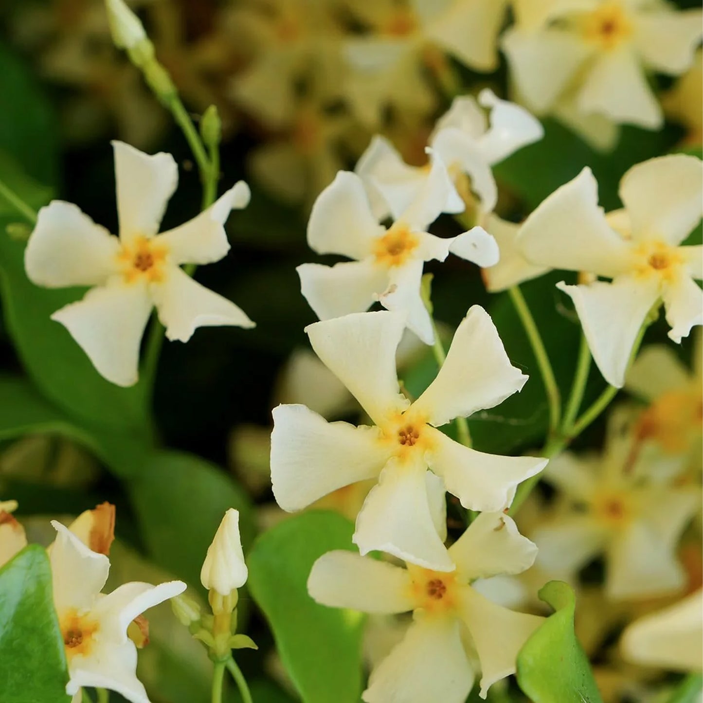 Trachelospermum Star of Toscana