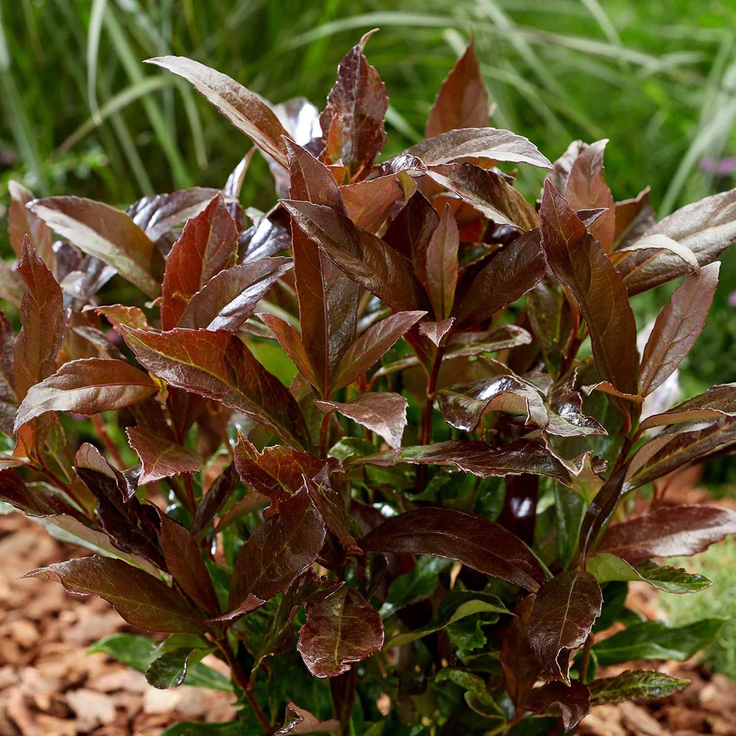 Viburnum Coppertop