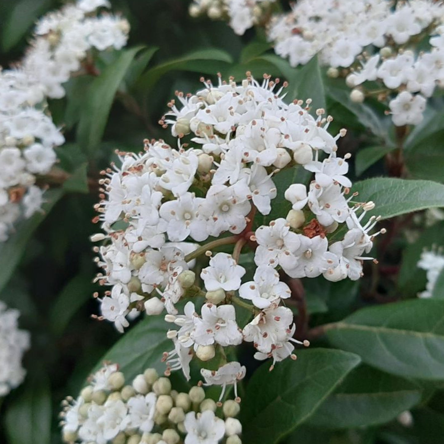 Viburnum Purpureum