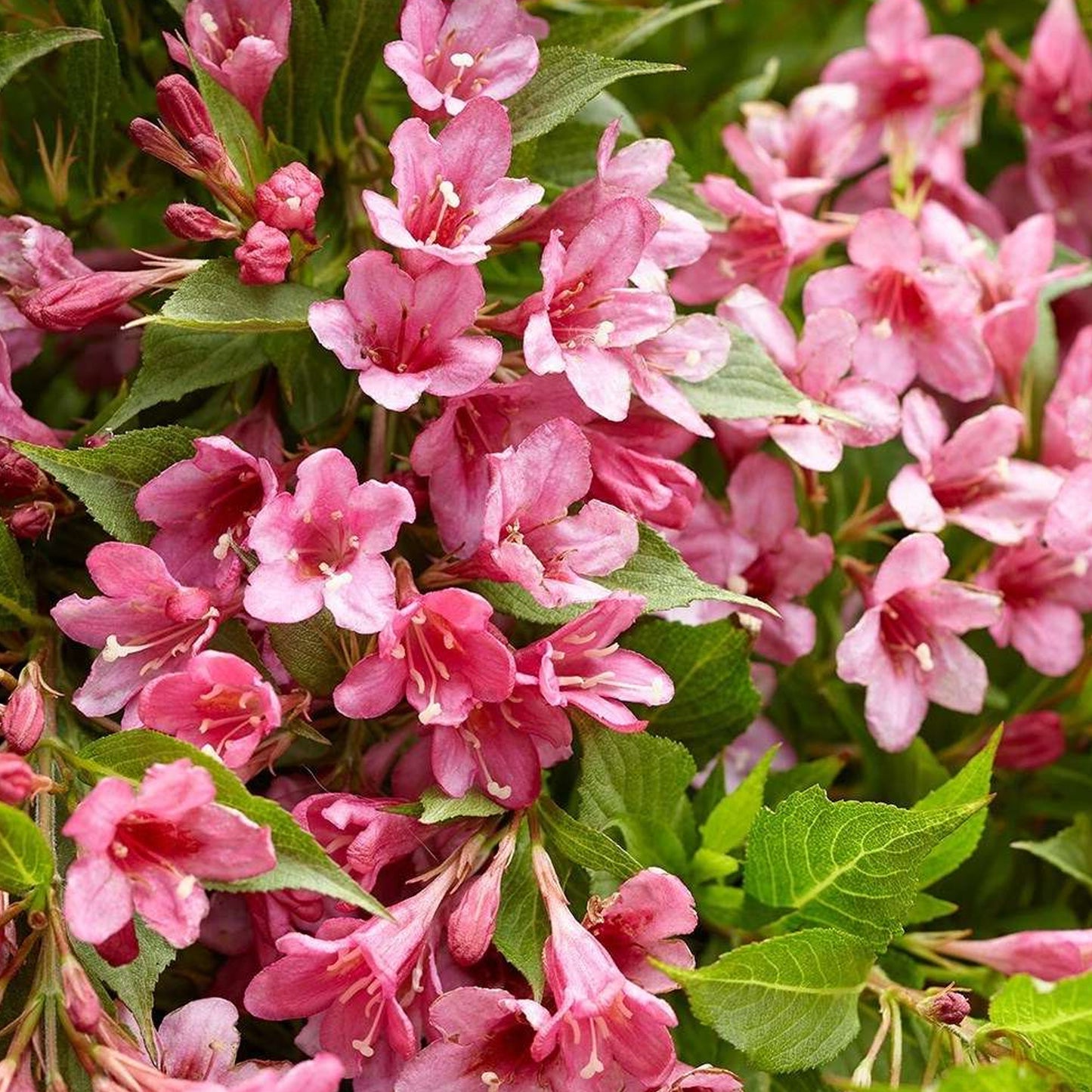Weigela Picobella Rosa