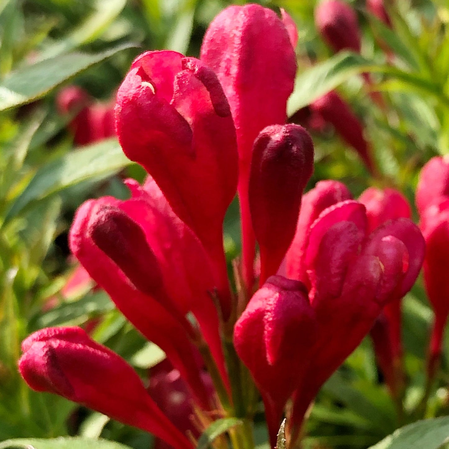 Weigela Picobella Rosso