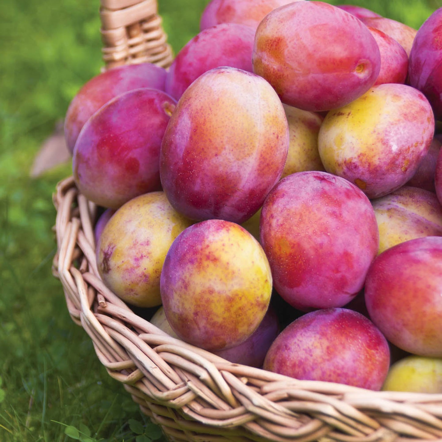 Plum Victoria Tree (7.5L, 4-5ft)