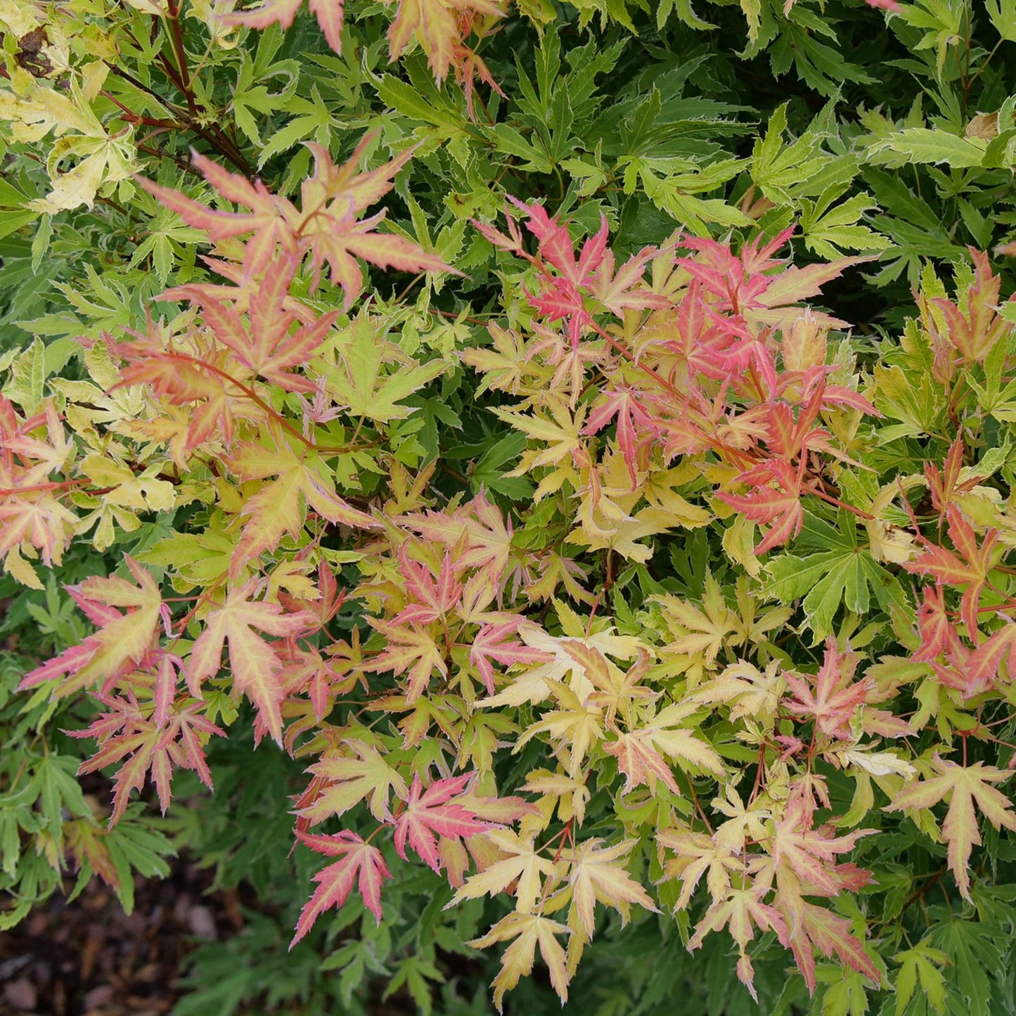 Acer Metamorphosa