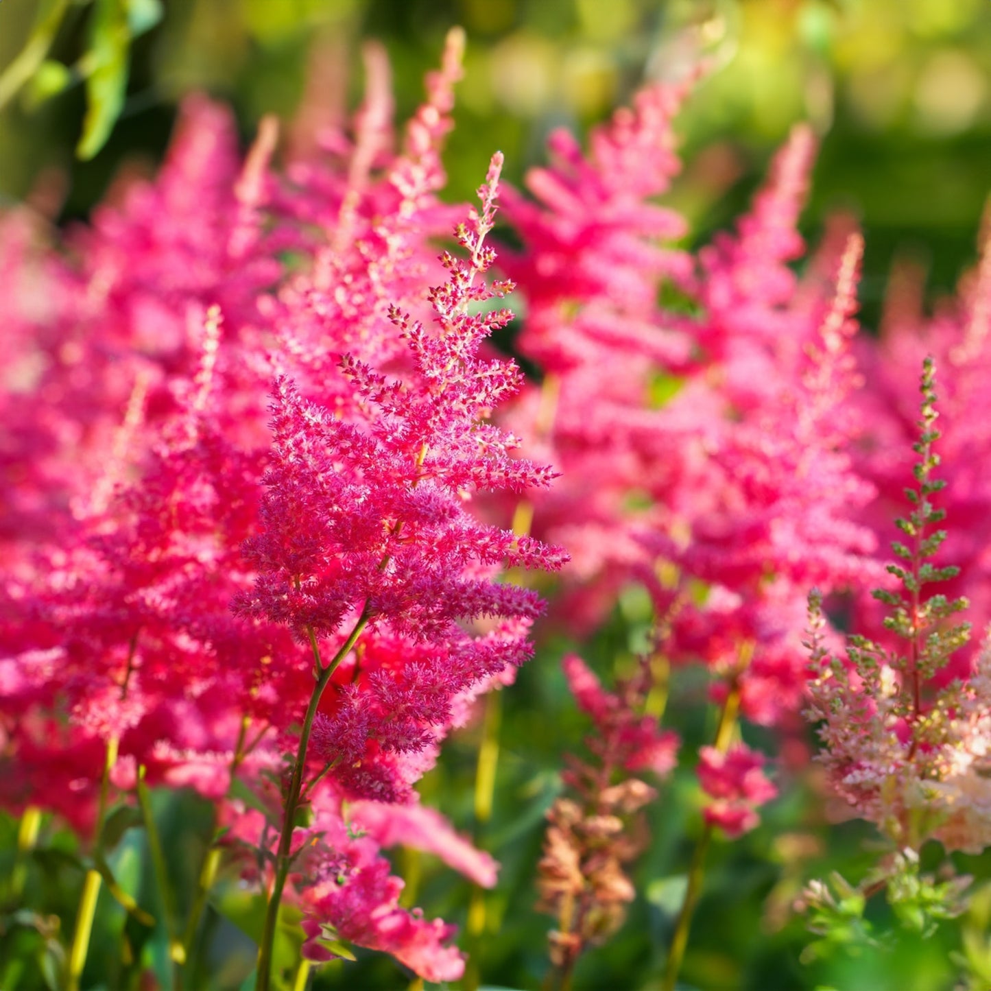 Astilbe Sunny Day