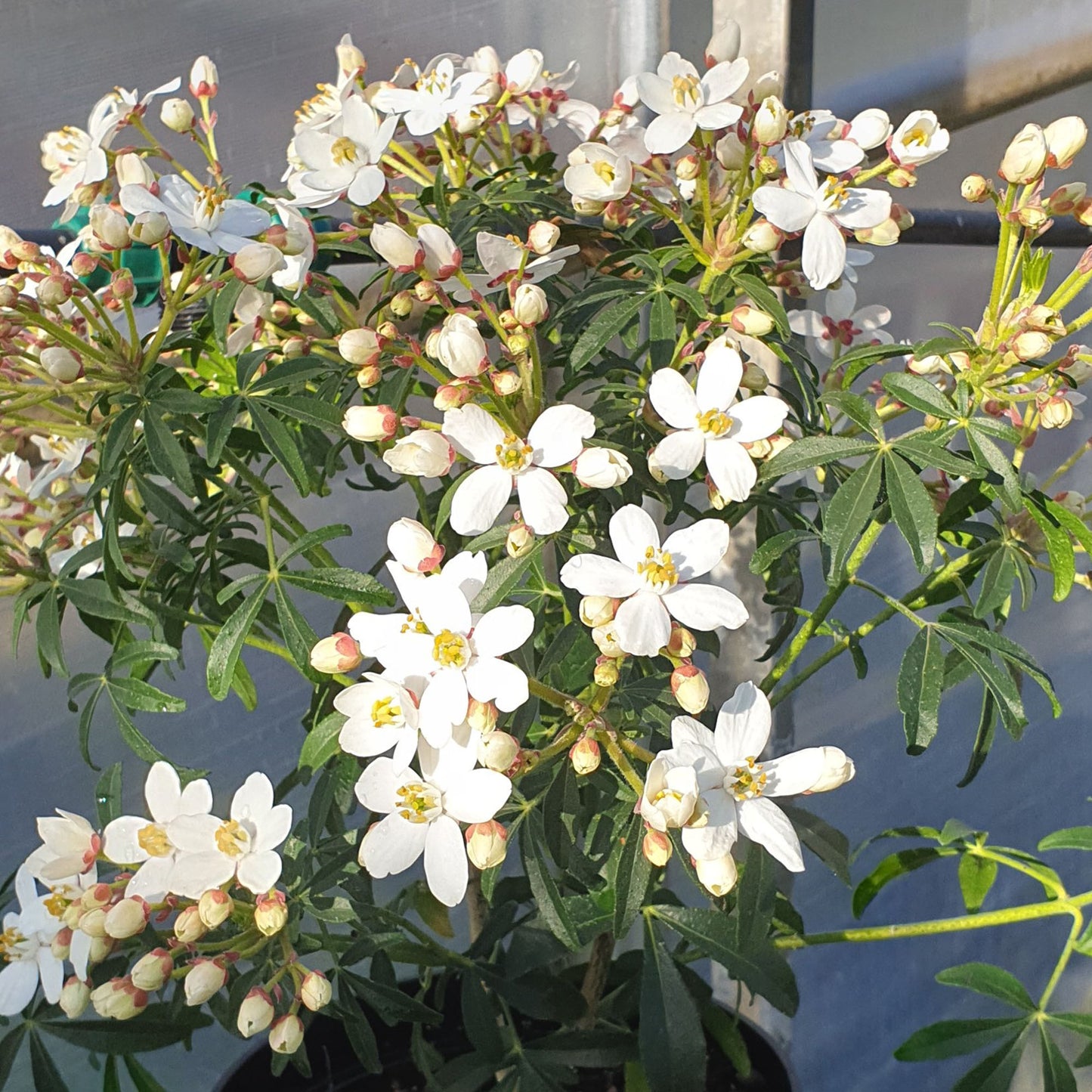 Choisya Scented Gem