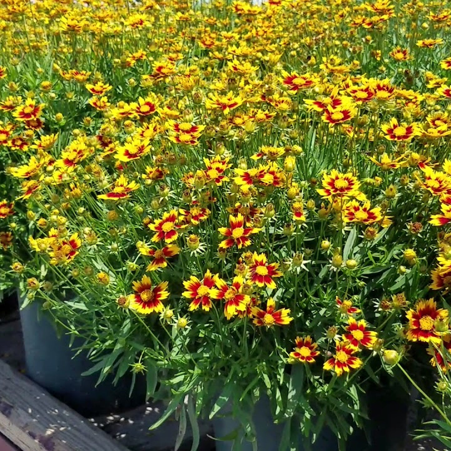 Coreopsis Little Bang Daybreak