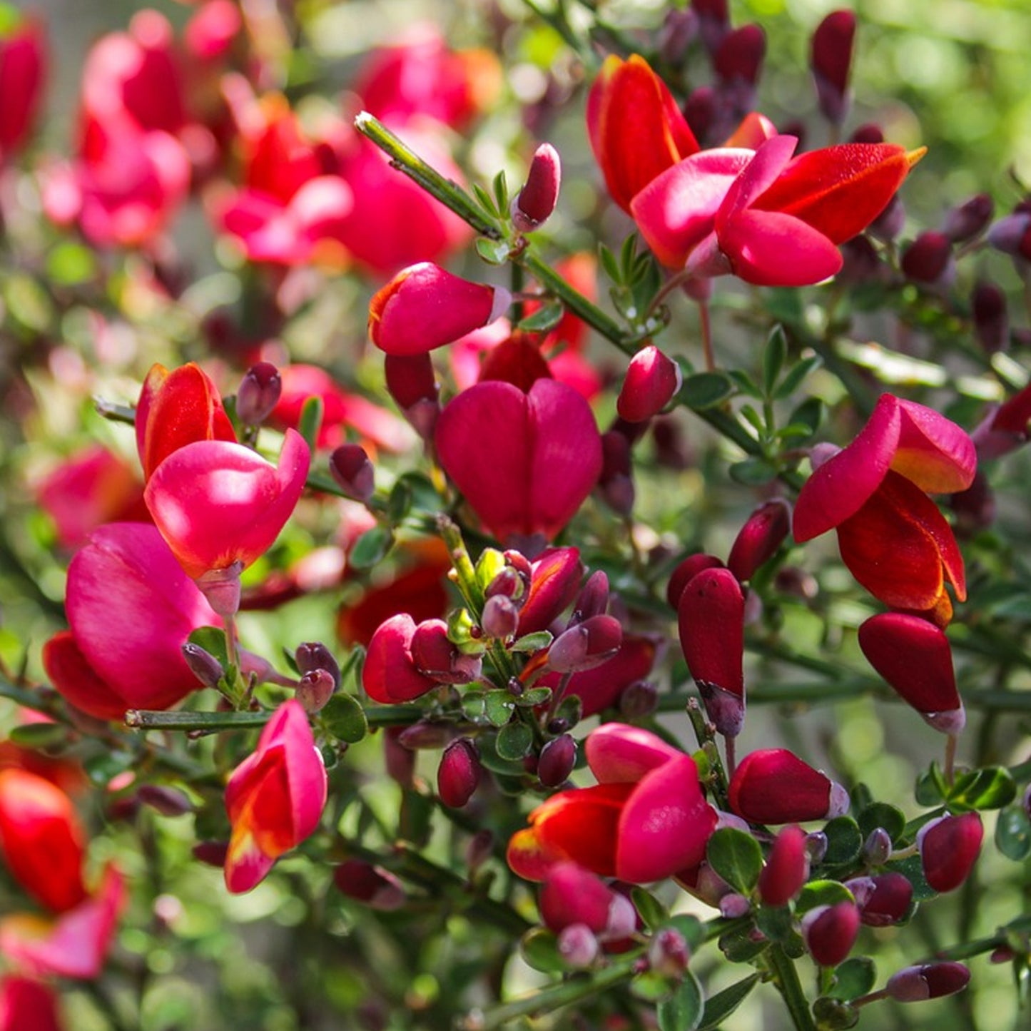 Cytisus Red Favourite