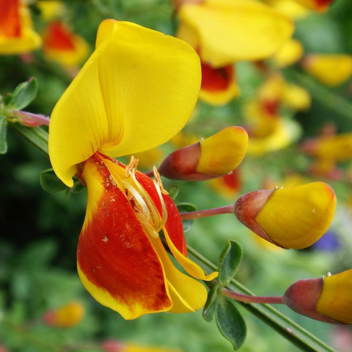 Cytisus Splendens