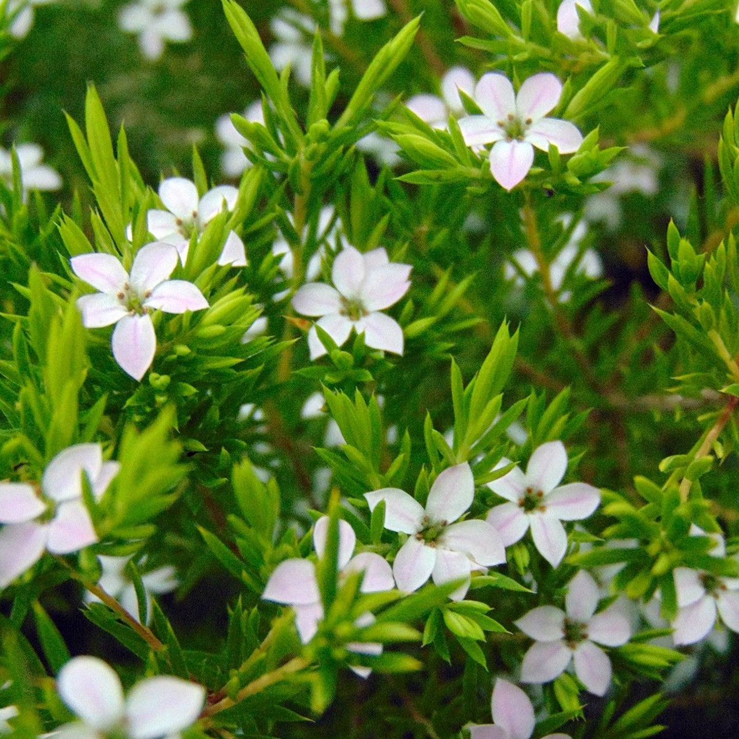 Diosma Sunset Gold