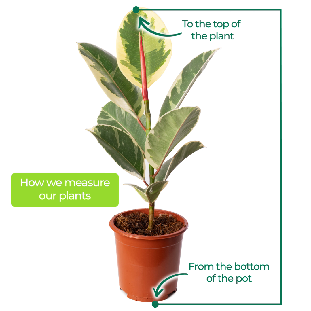 Ficus Tineke (Master)