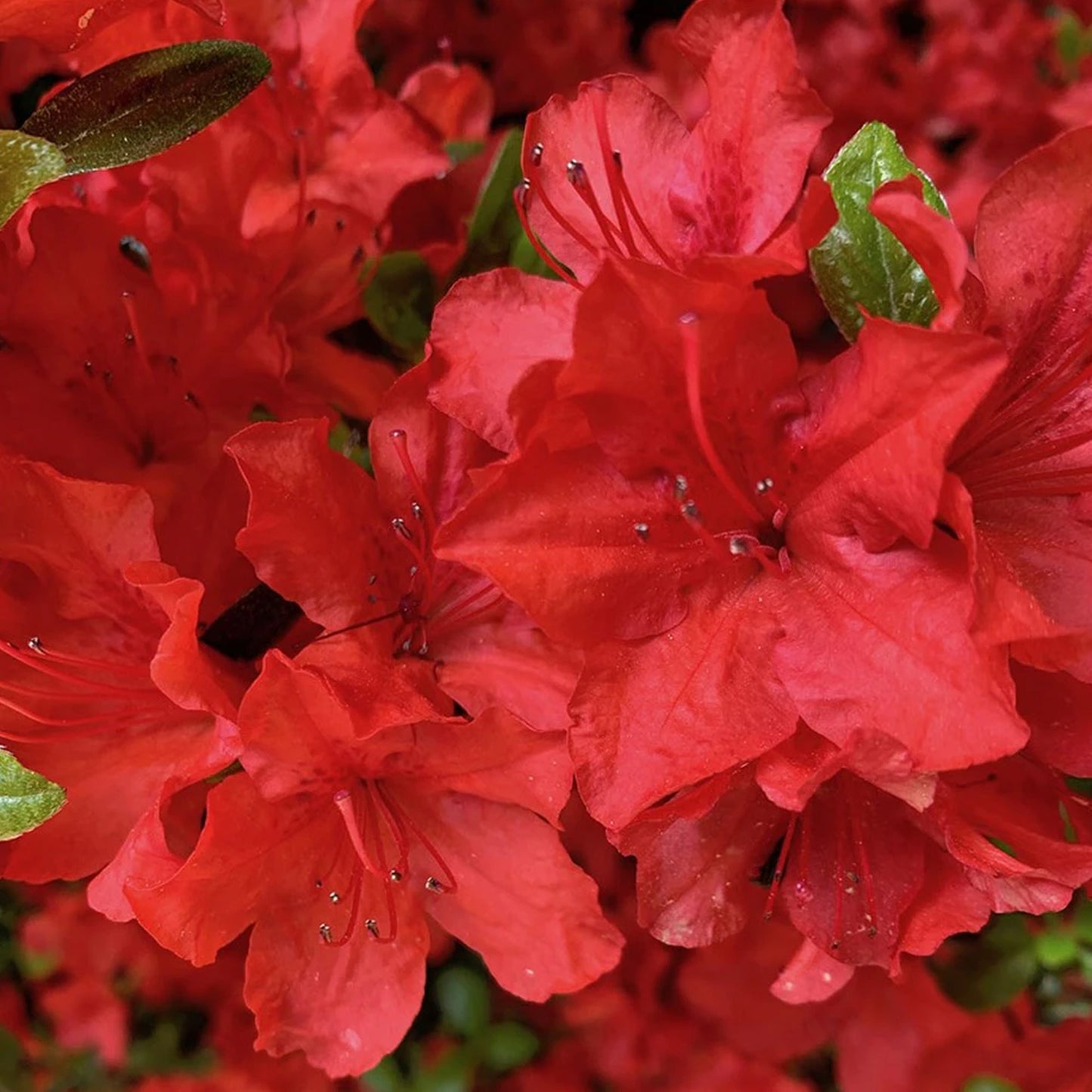 Azalea Geisha Red
