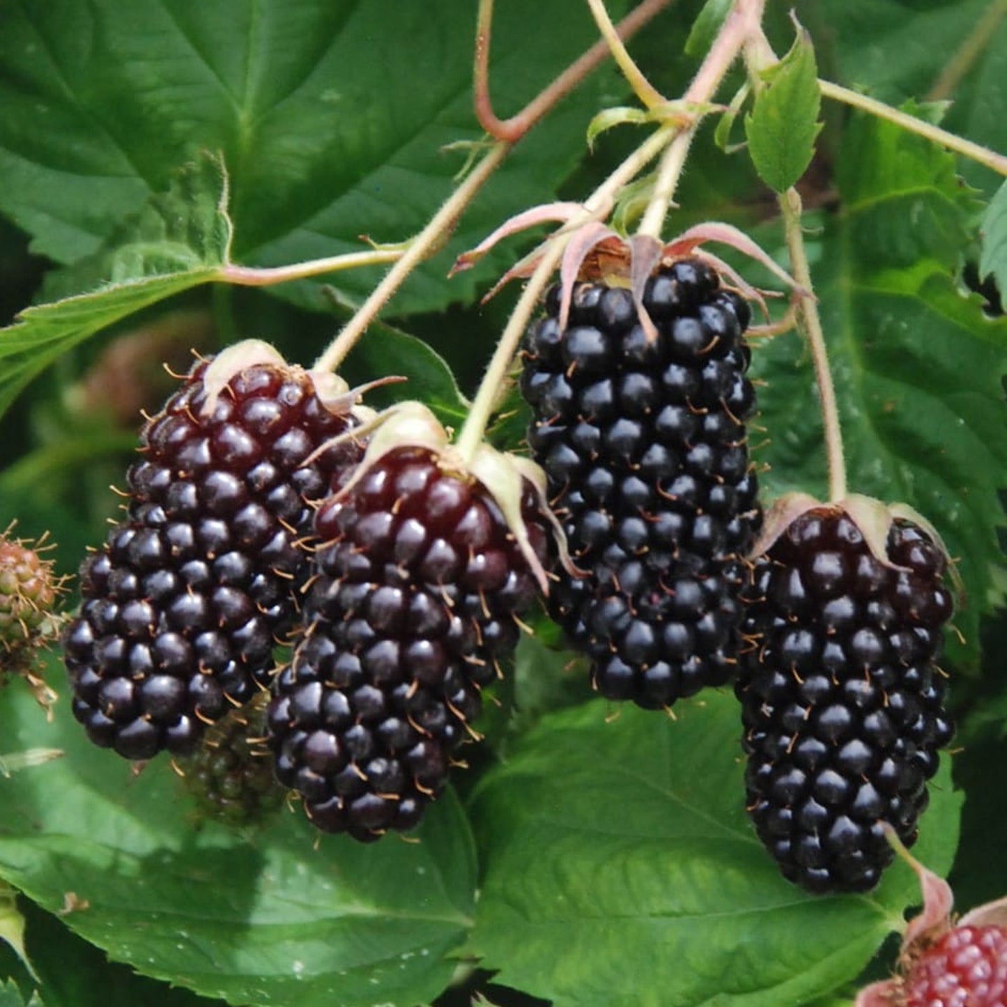 Blackberry Tiny Black