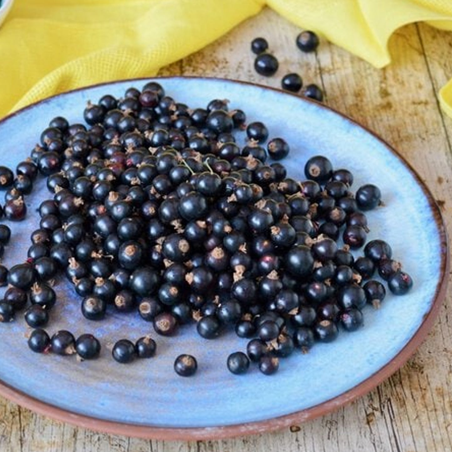 Blackcurrant Little Black Sugar