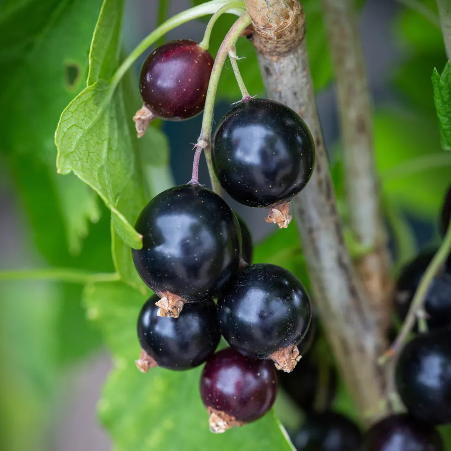 Blackcurrant Little Black Sugar