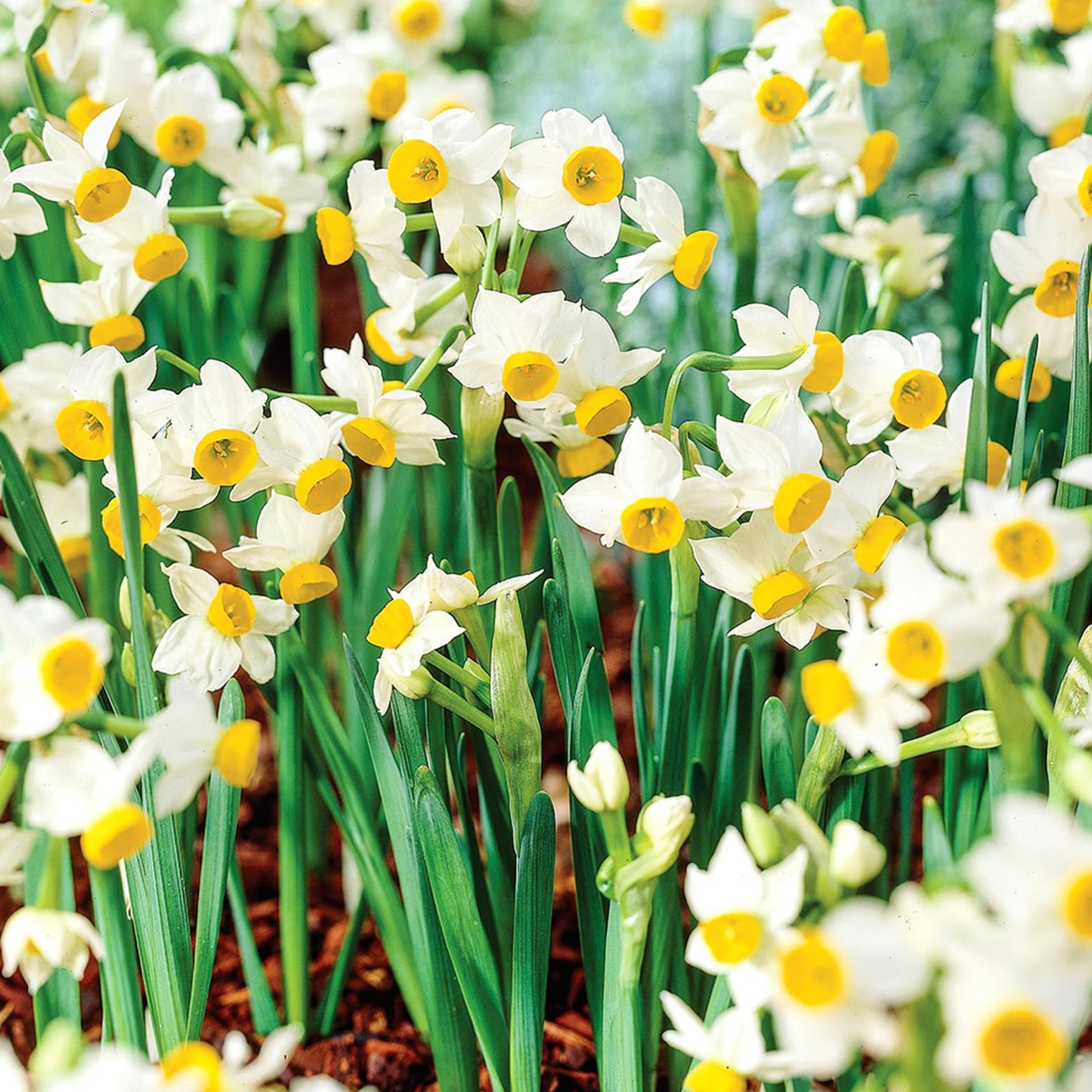 Narcissus Canaliculatus -MASTER-