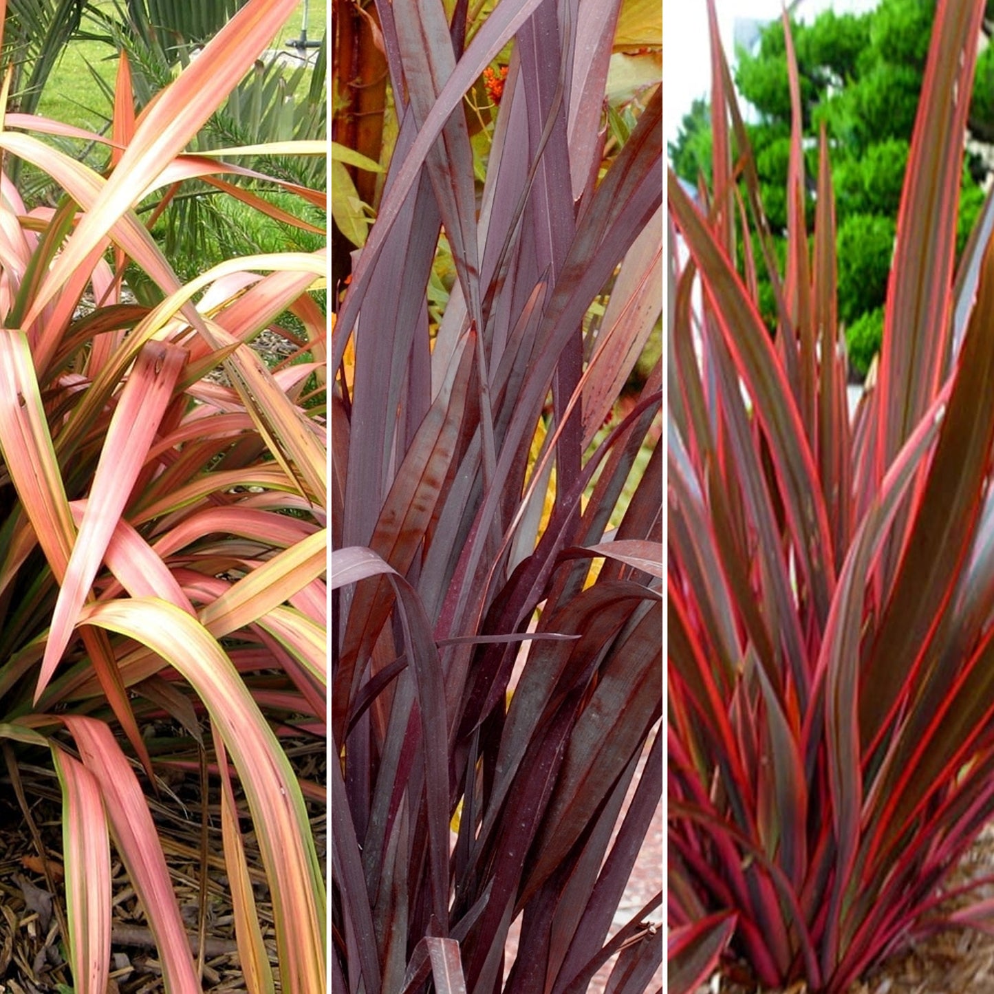 Phormium Mix (9cm, Pack of 3)