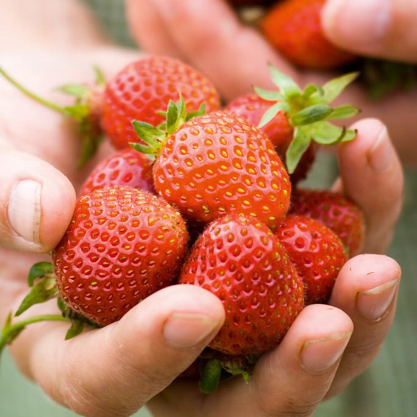 Strawberry Mix (9cm)