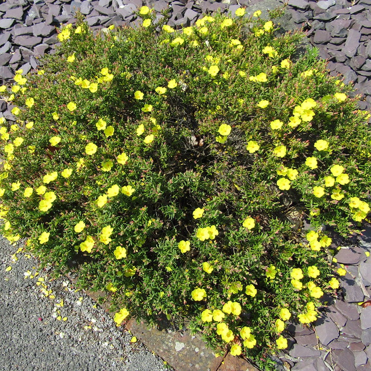 Halimium Libanotis (9cm)