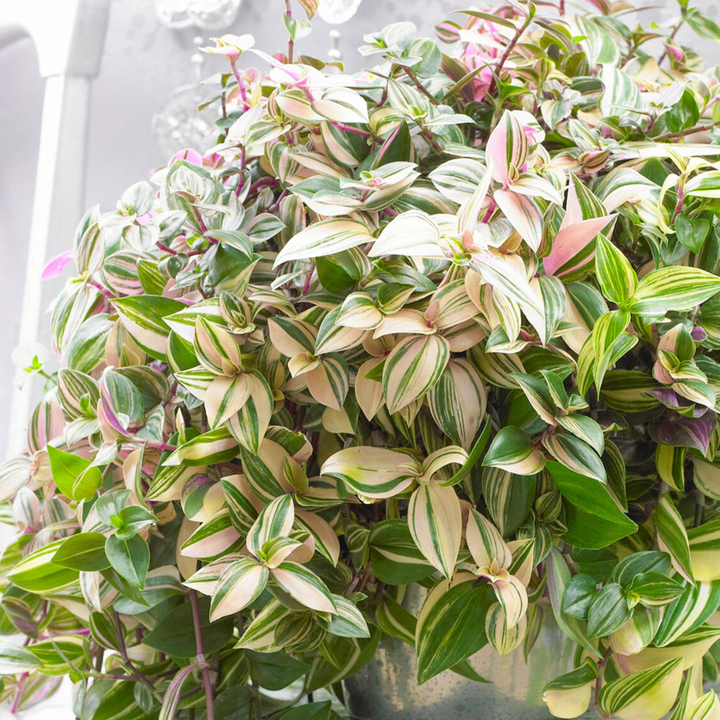 Tradescantia Quadricolor