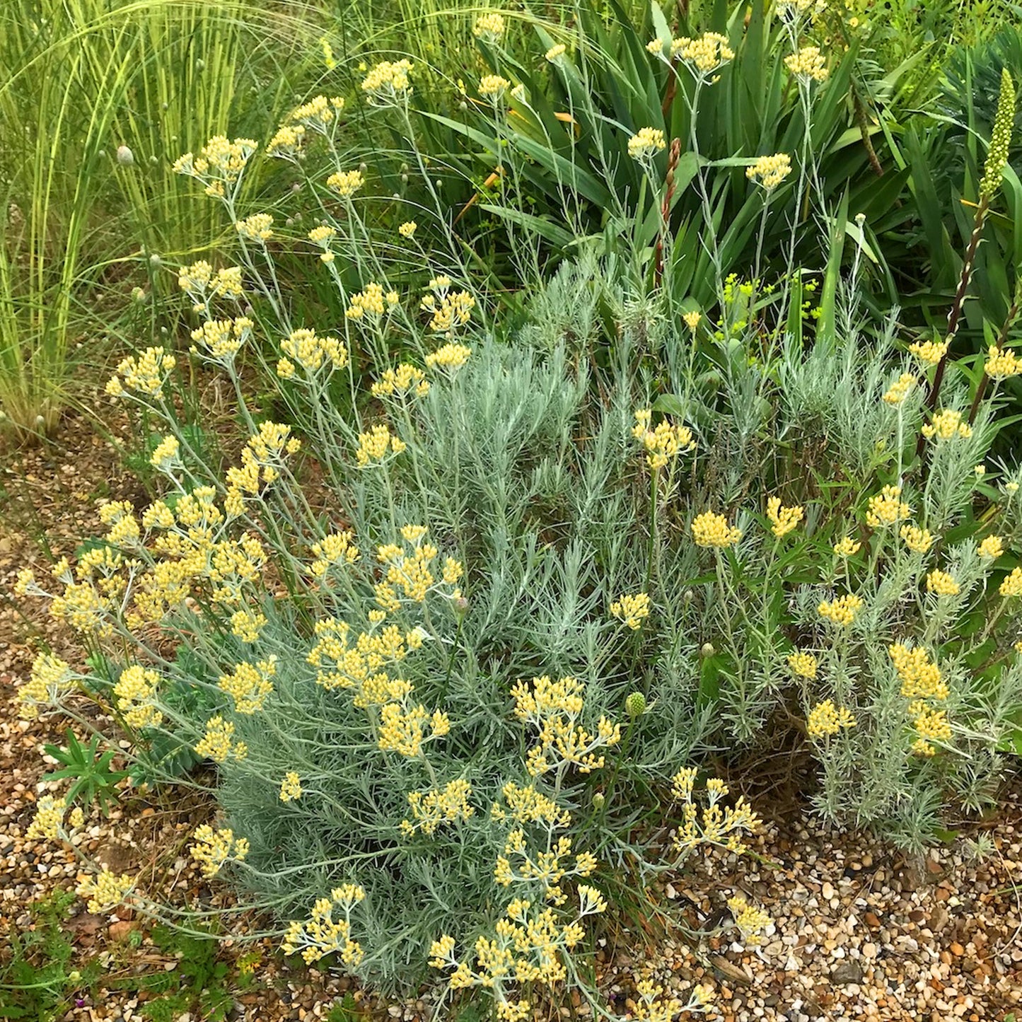 Herbs - Curry Plant, Helichrysum Italicum