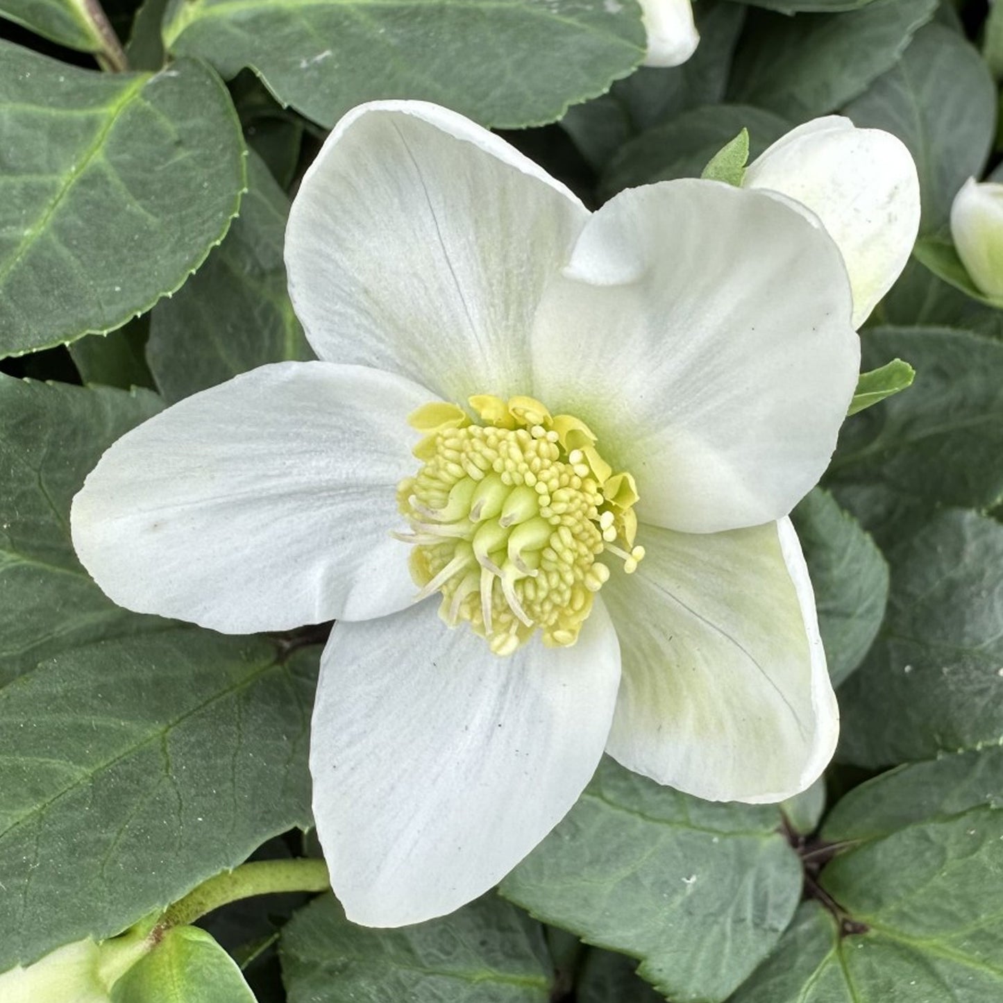 Helleborus Christmas Carol