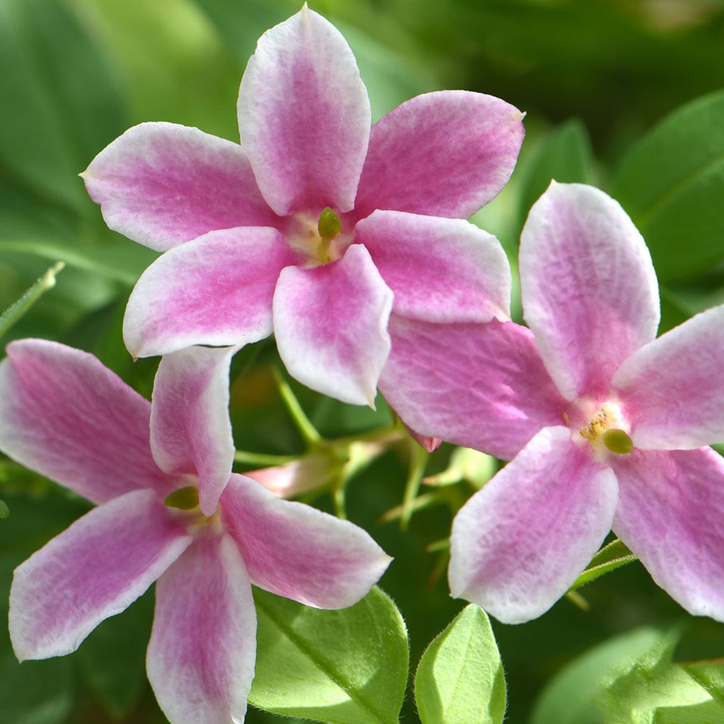 Jasminum Starry Starry Summer Scent