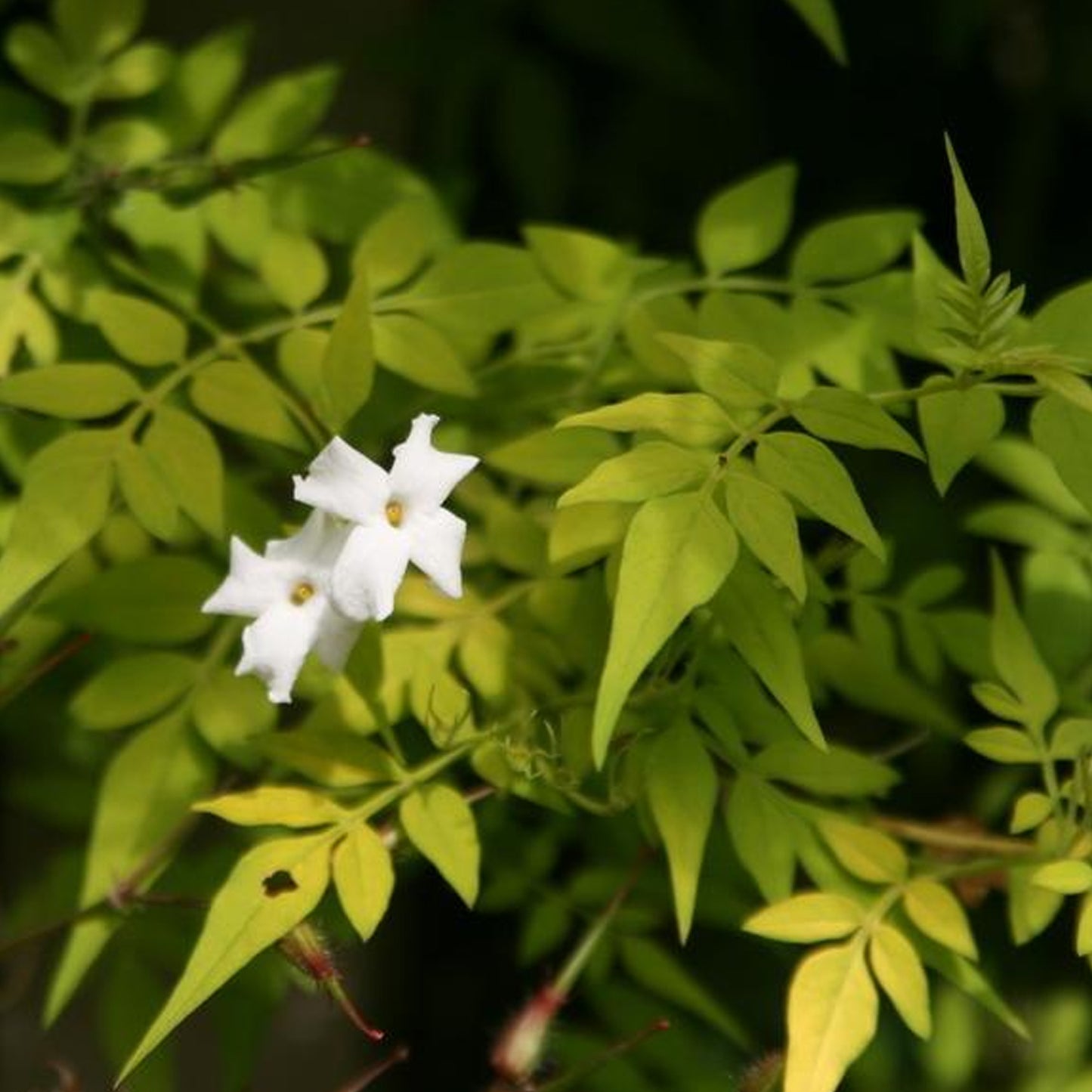 Jasminum Sunbeam