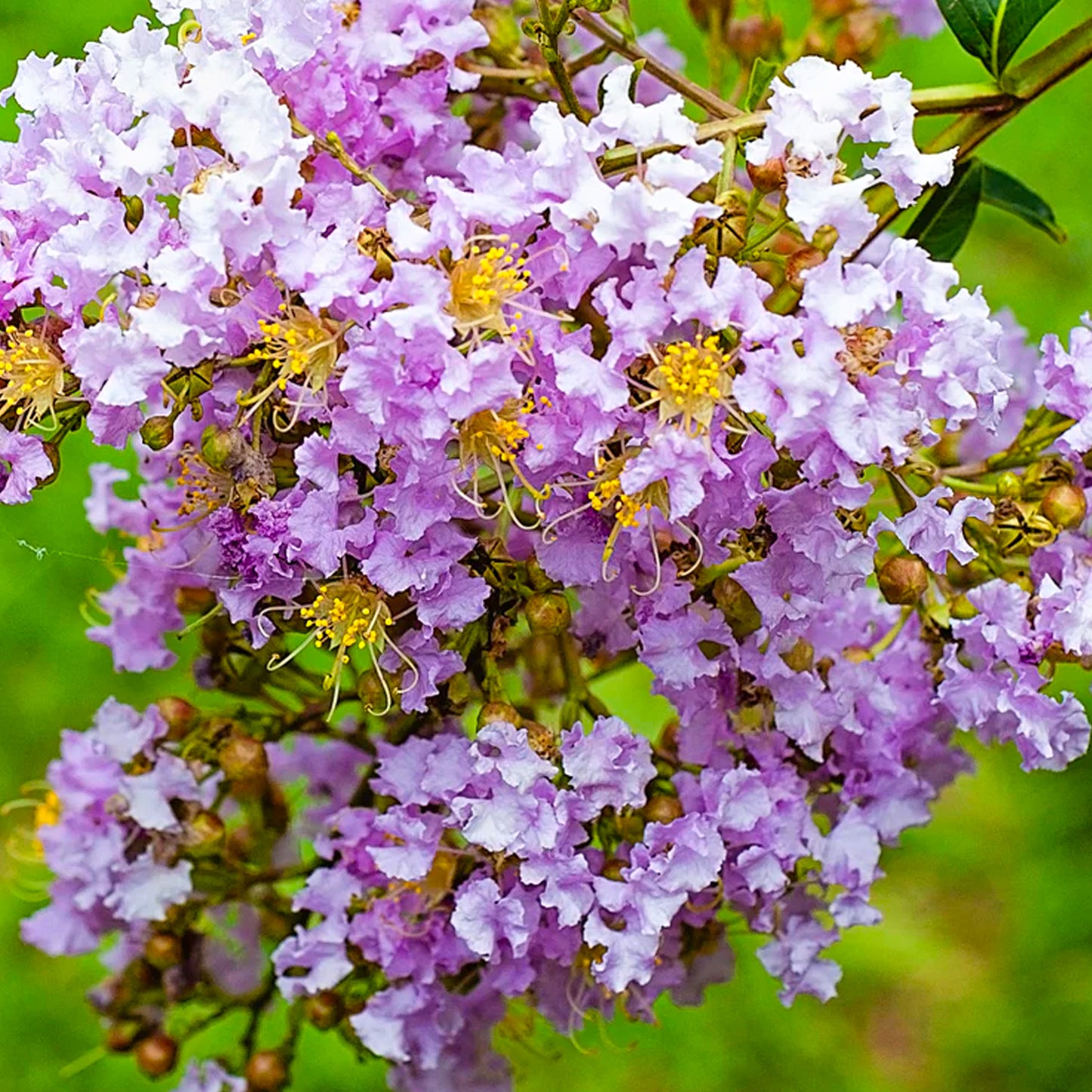 Lagerstroemia Muskogee
