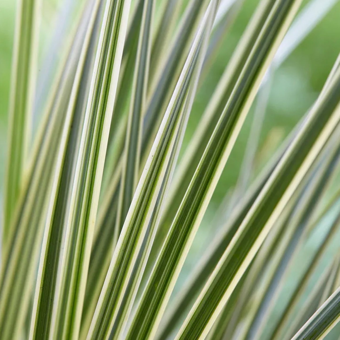 Lomandra White Sands