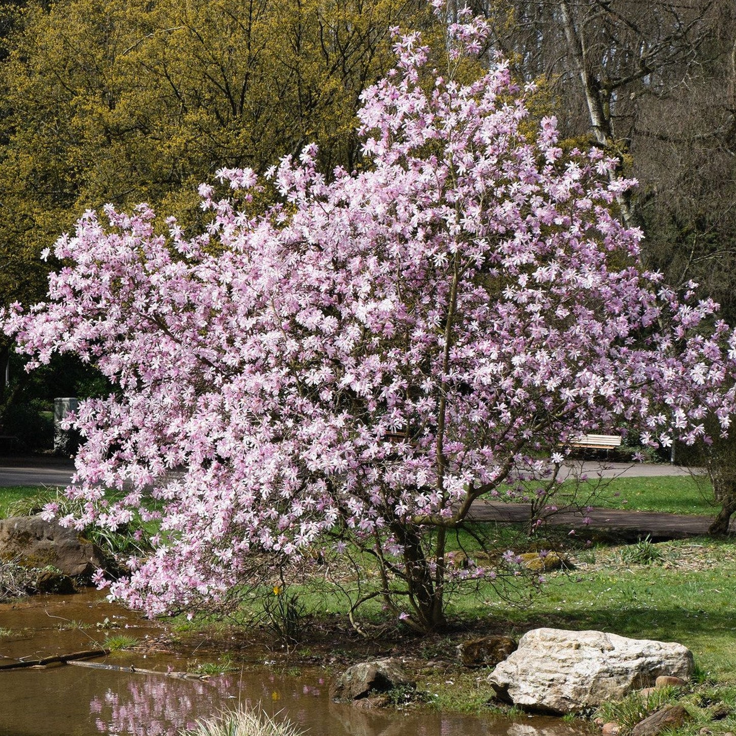 Magnolia Leonard Messel