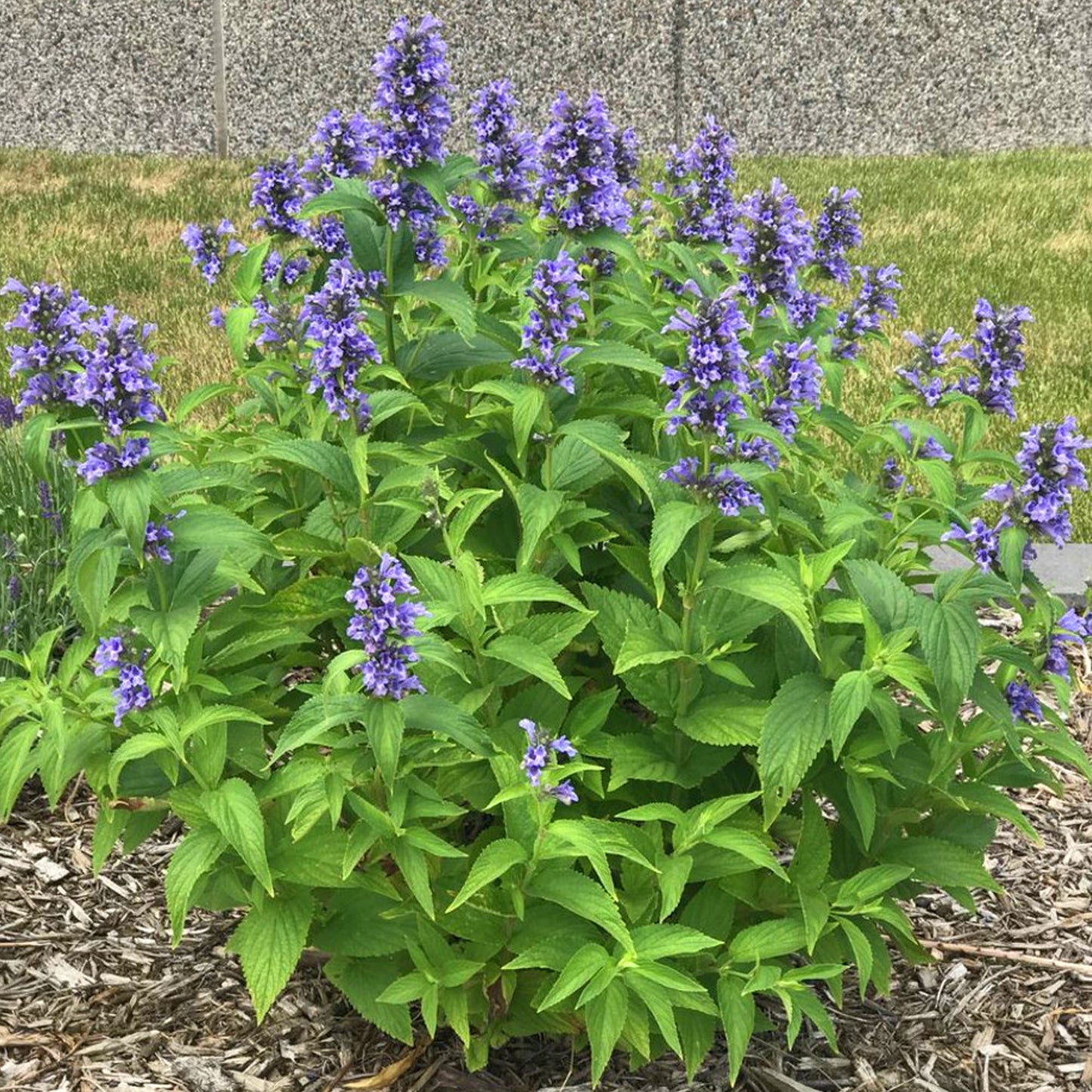 Nepeta Blue Prelude