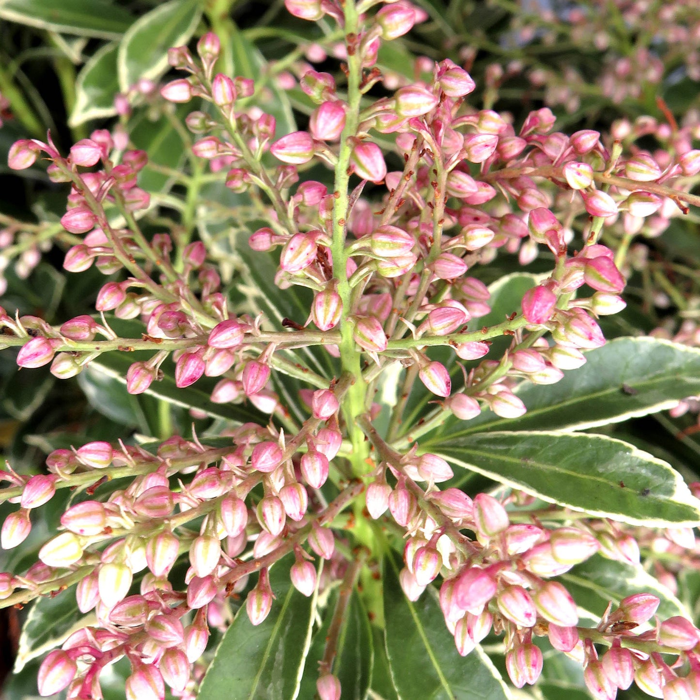 Pieris Polar Passion