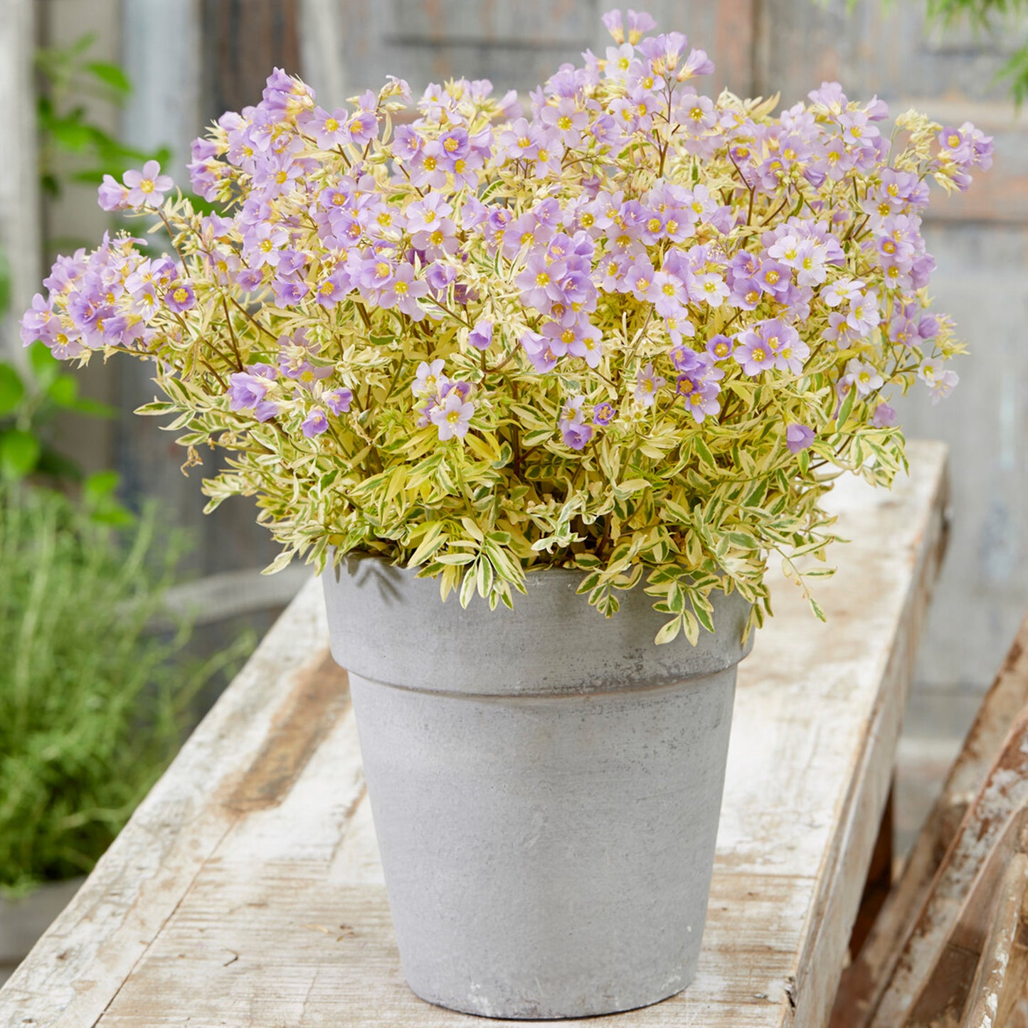 Polemonium Golden Feathers