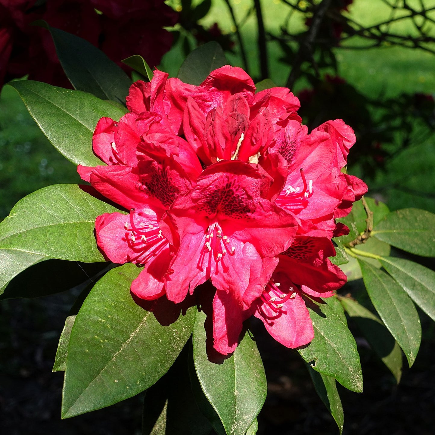 Rhododendron Lord Roberts