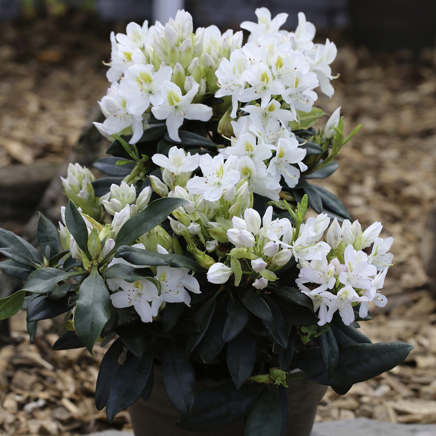 Rhododendron Madame Masson